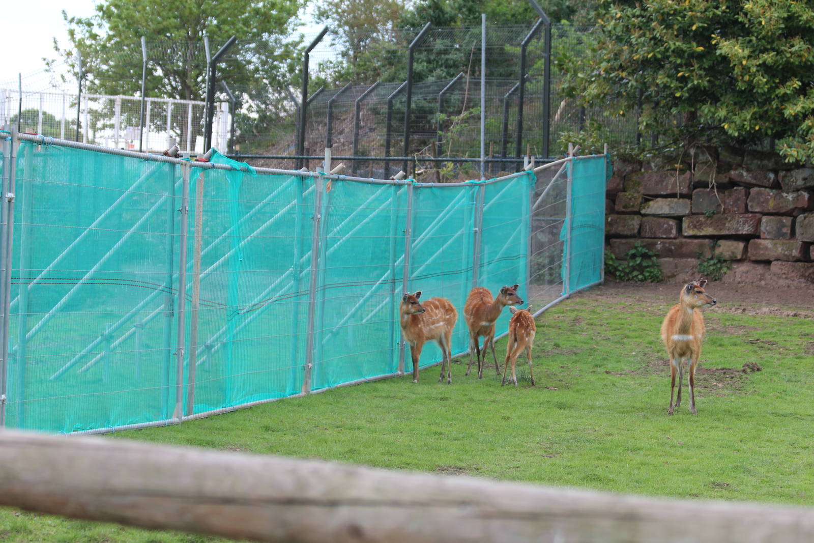 Sitatunga with temporary fence