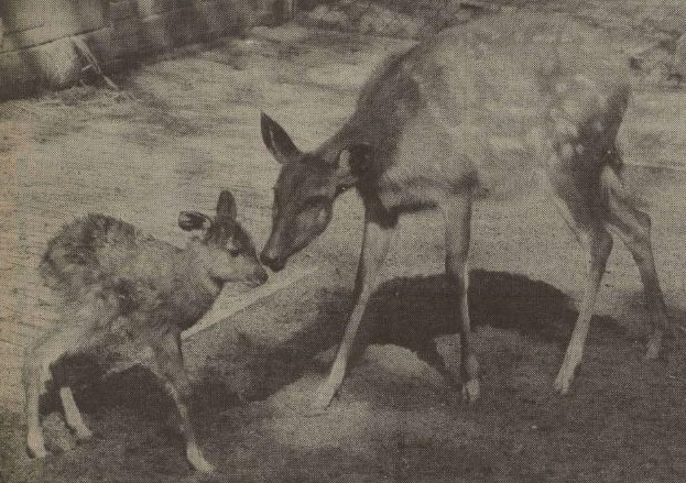 Sitatunga with young 1981