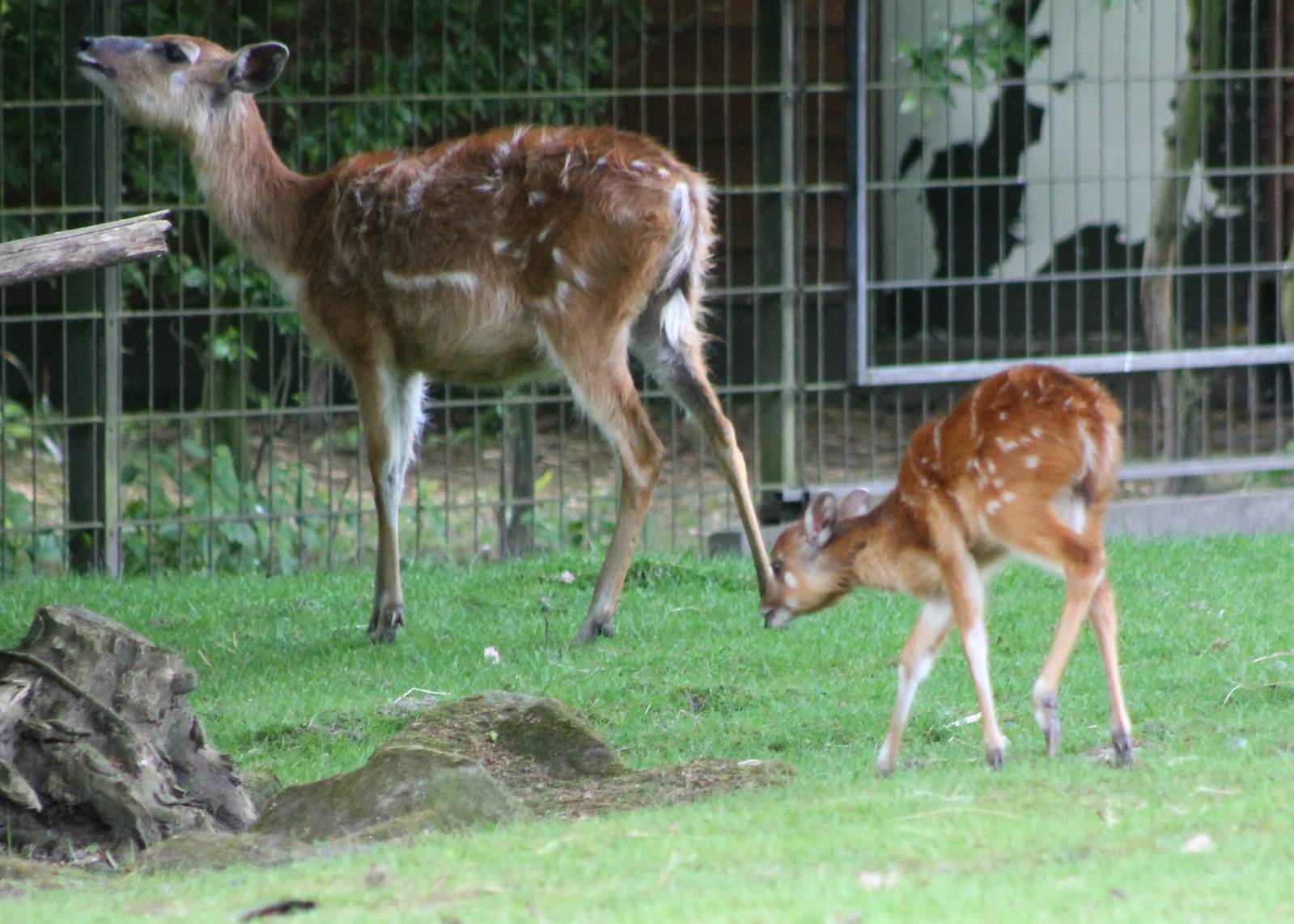 Sitatunga with young