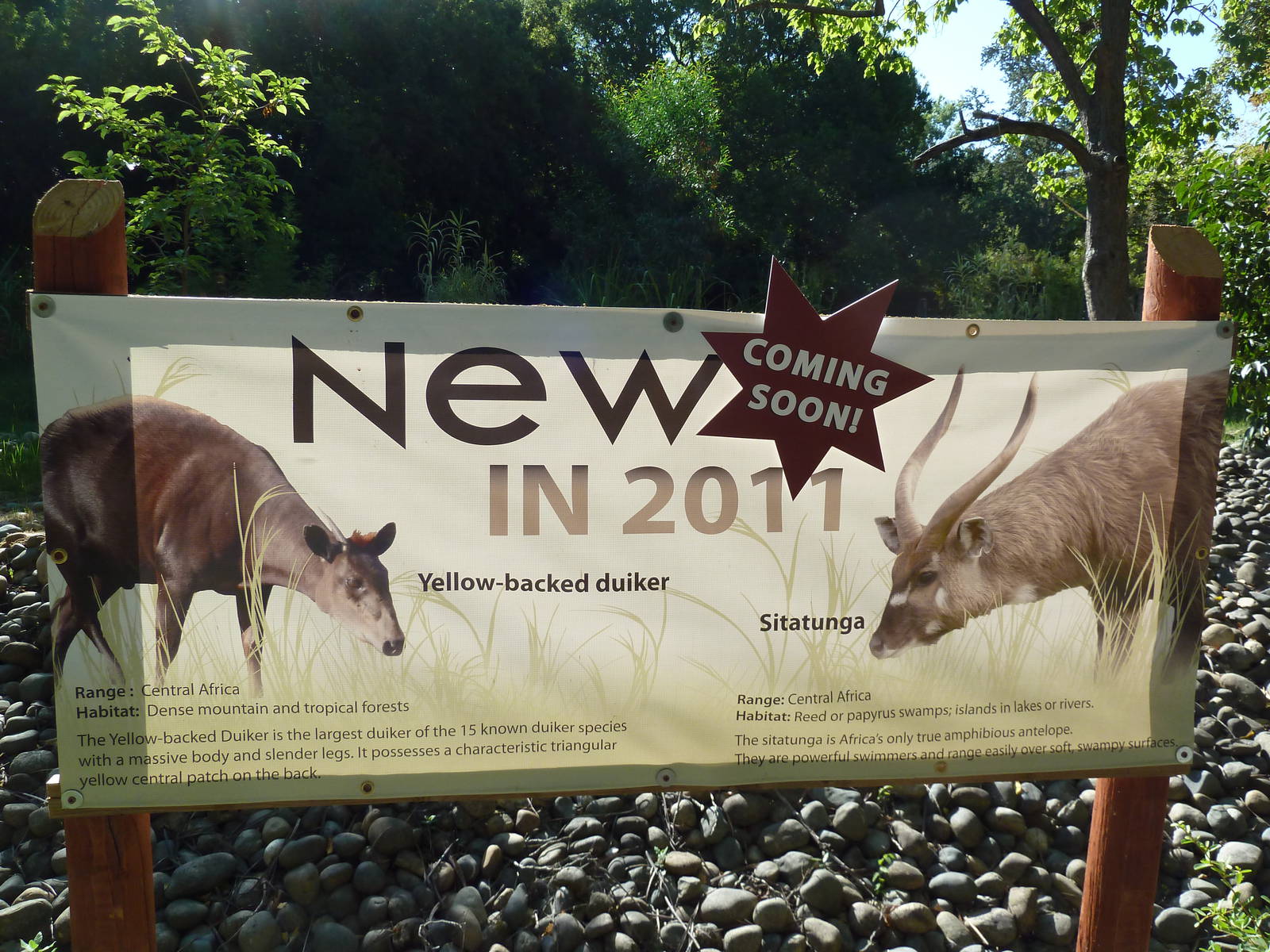 Sitatunga/Yellow-Backed Duiker Exhibit - Sign