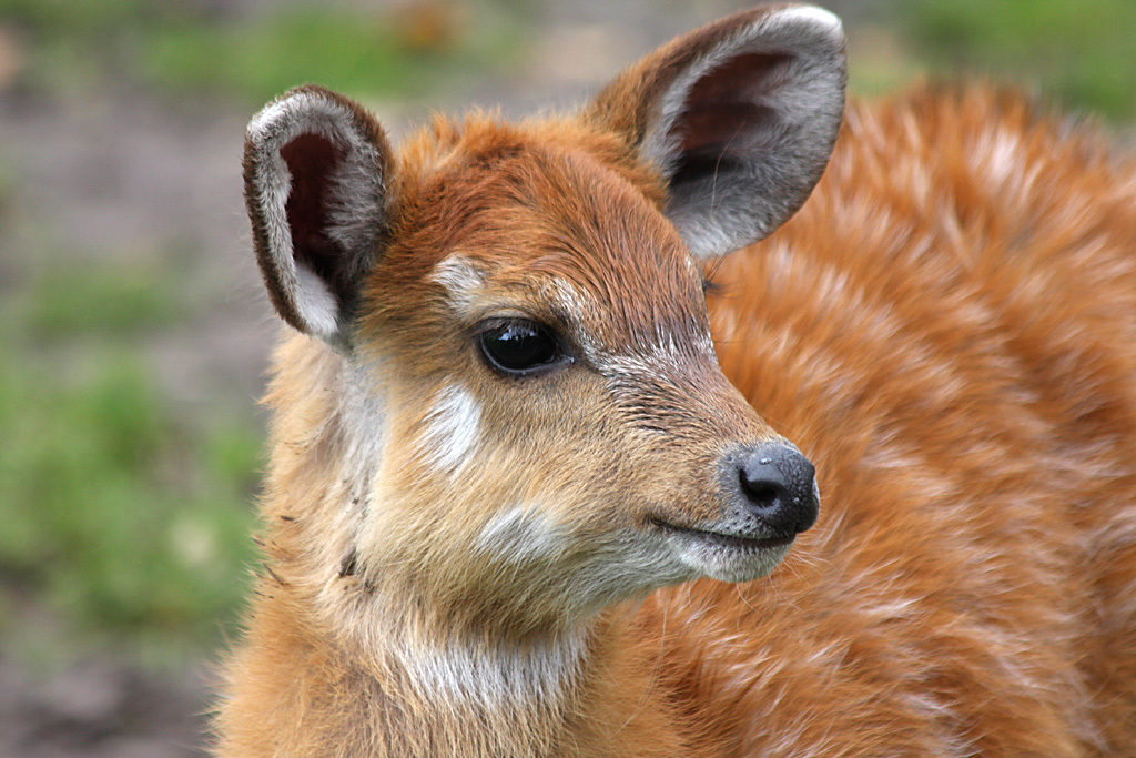 Sitatunga young at Chester 01/11/08