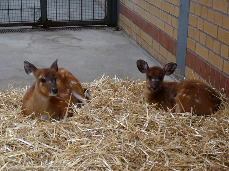 Sitatunga youngsters
