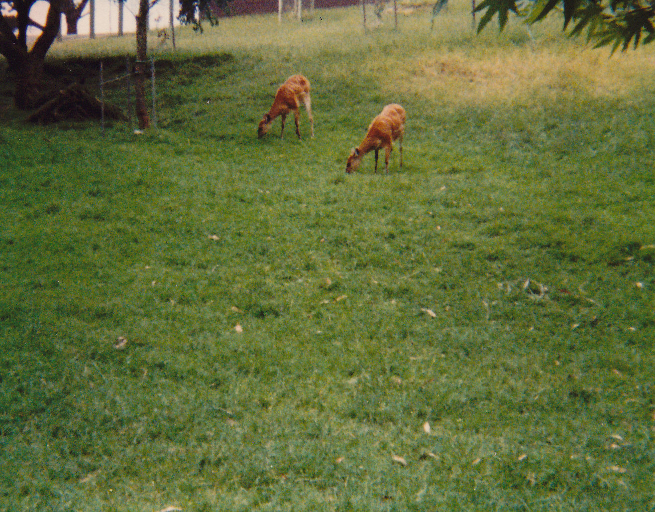 sitatunga