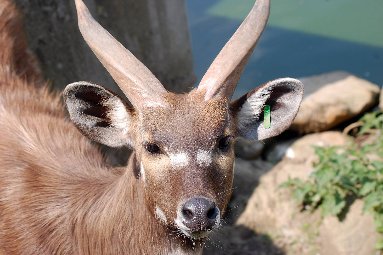 Sitatunga