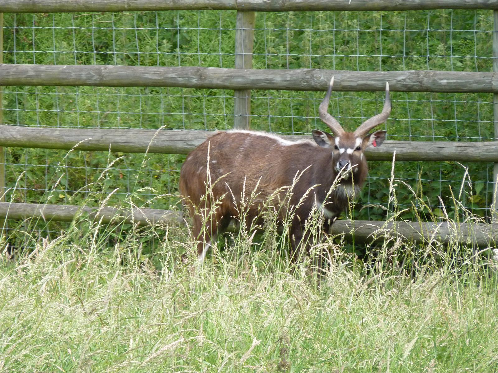 Sitatunga