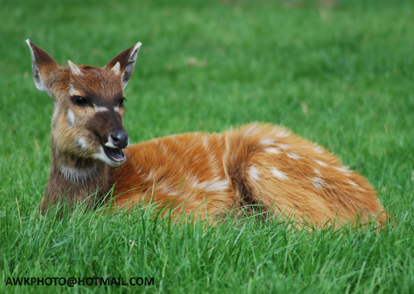 SITATUNGA