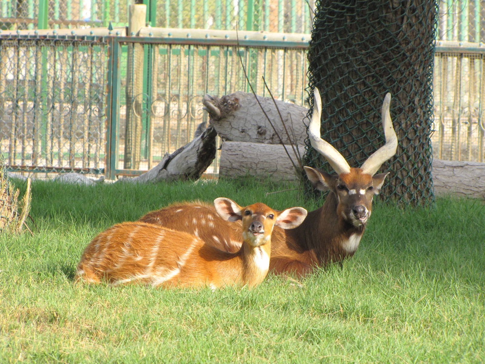 Sitatunga