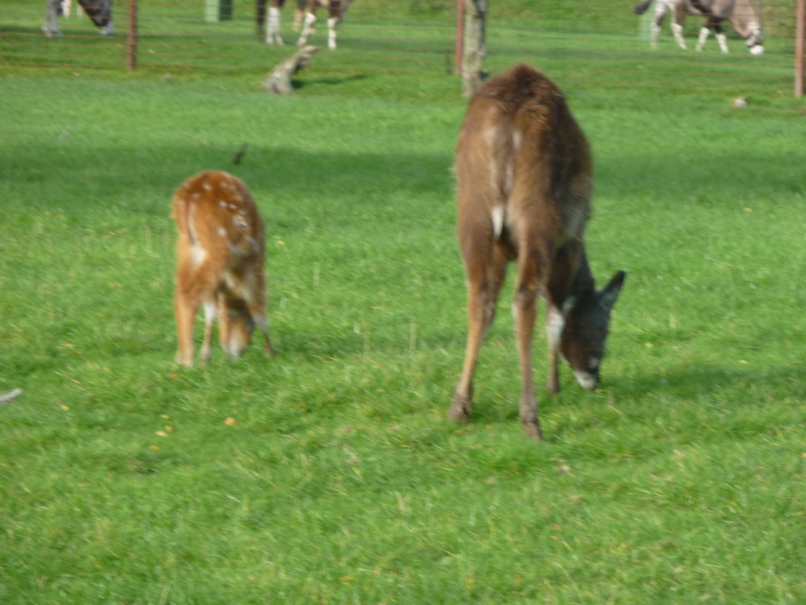 Sitatunga