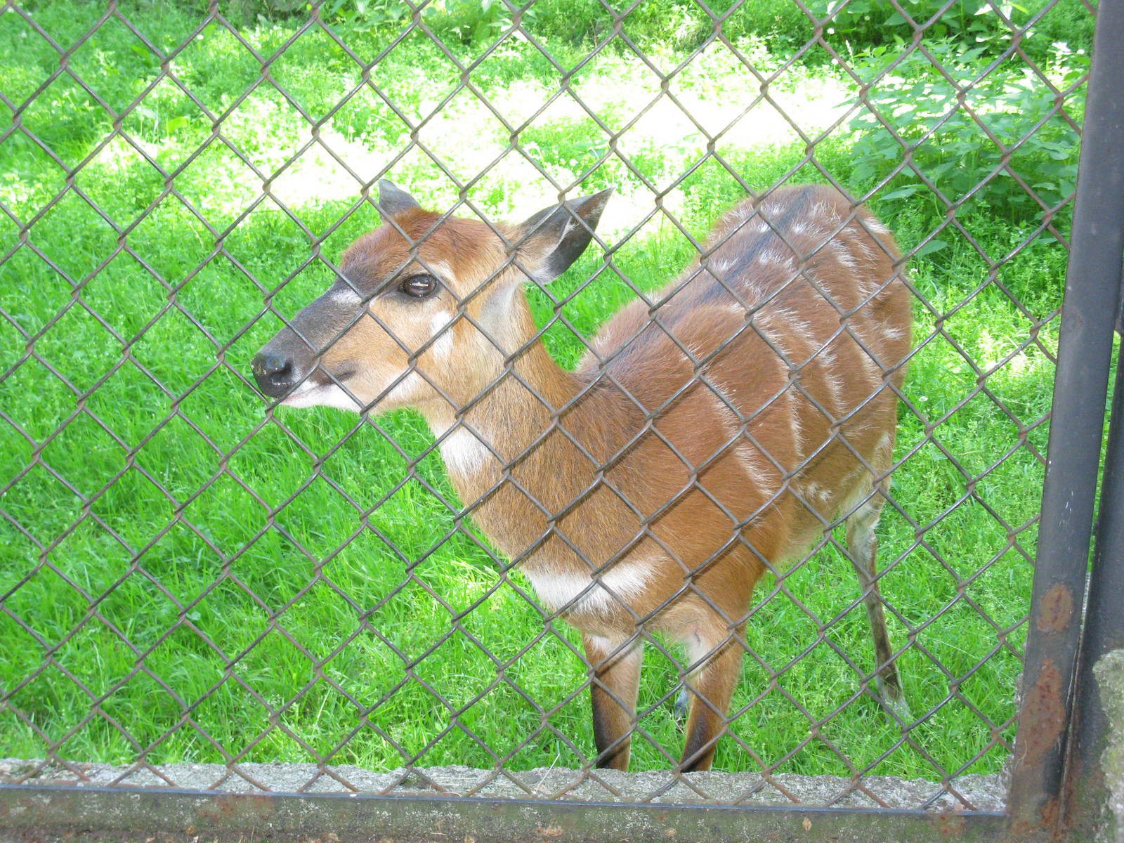 Sitatunga