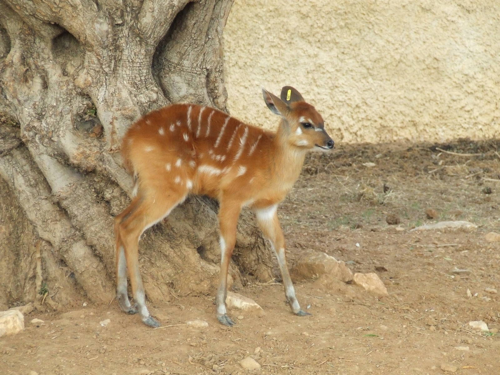 Sitatunga