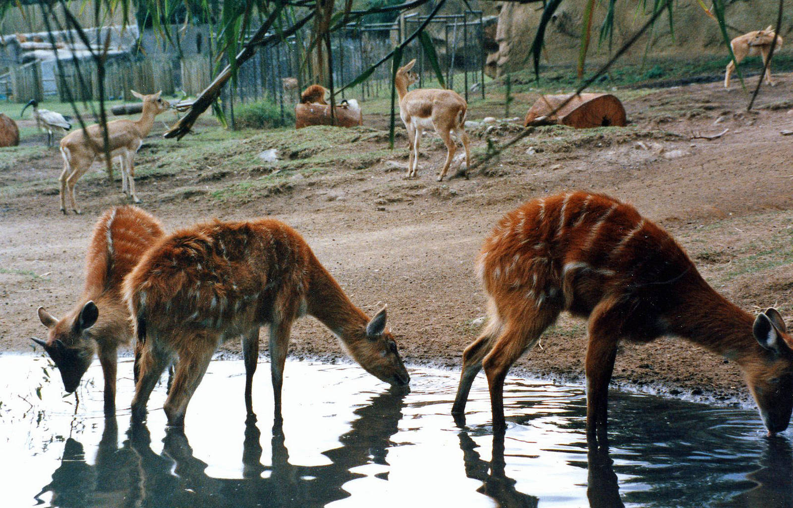 sitatunga