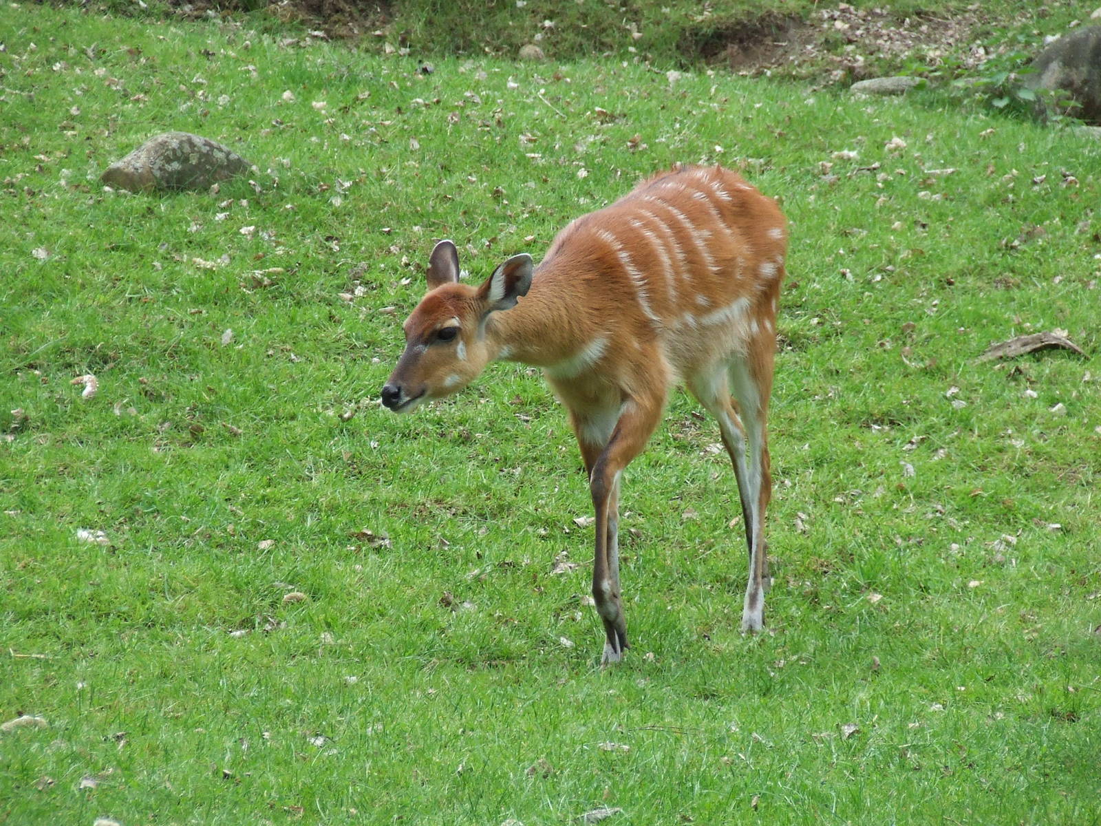 Sitatunga