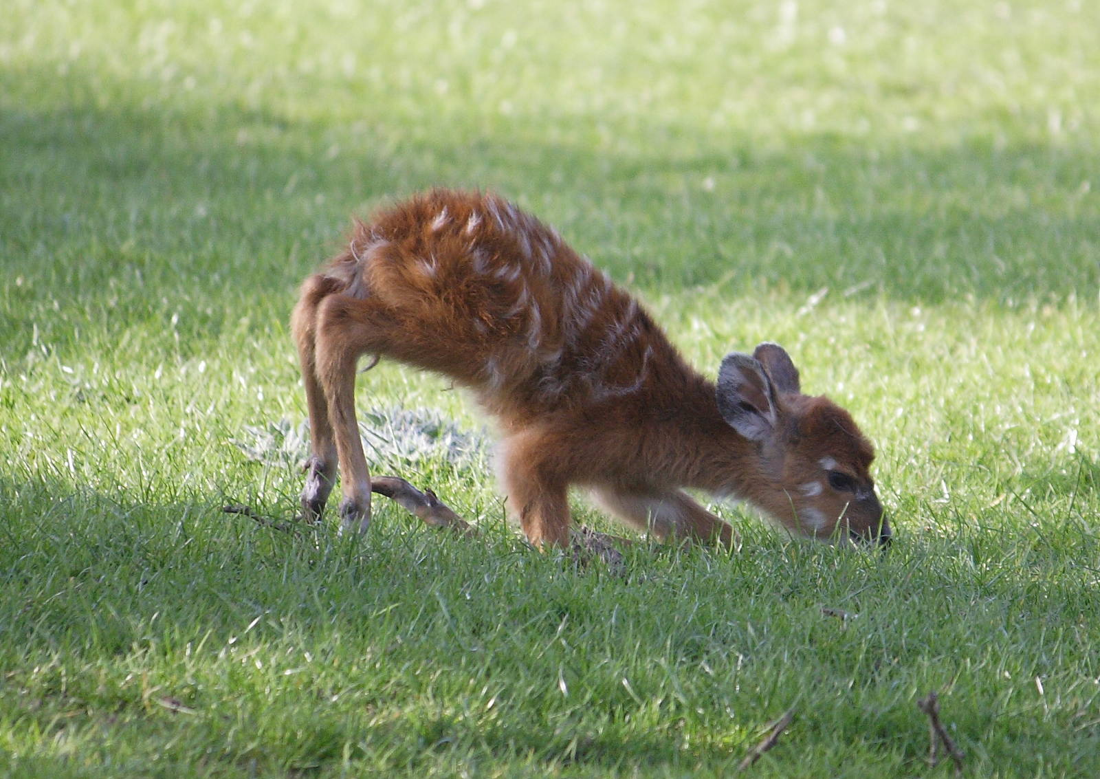 Sitatunga