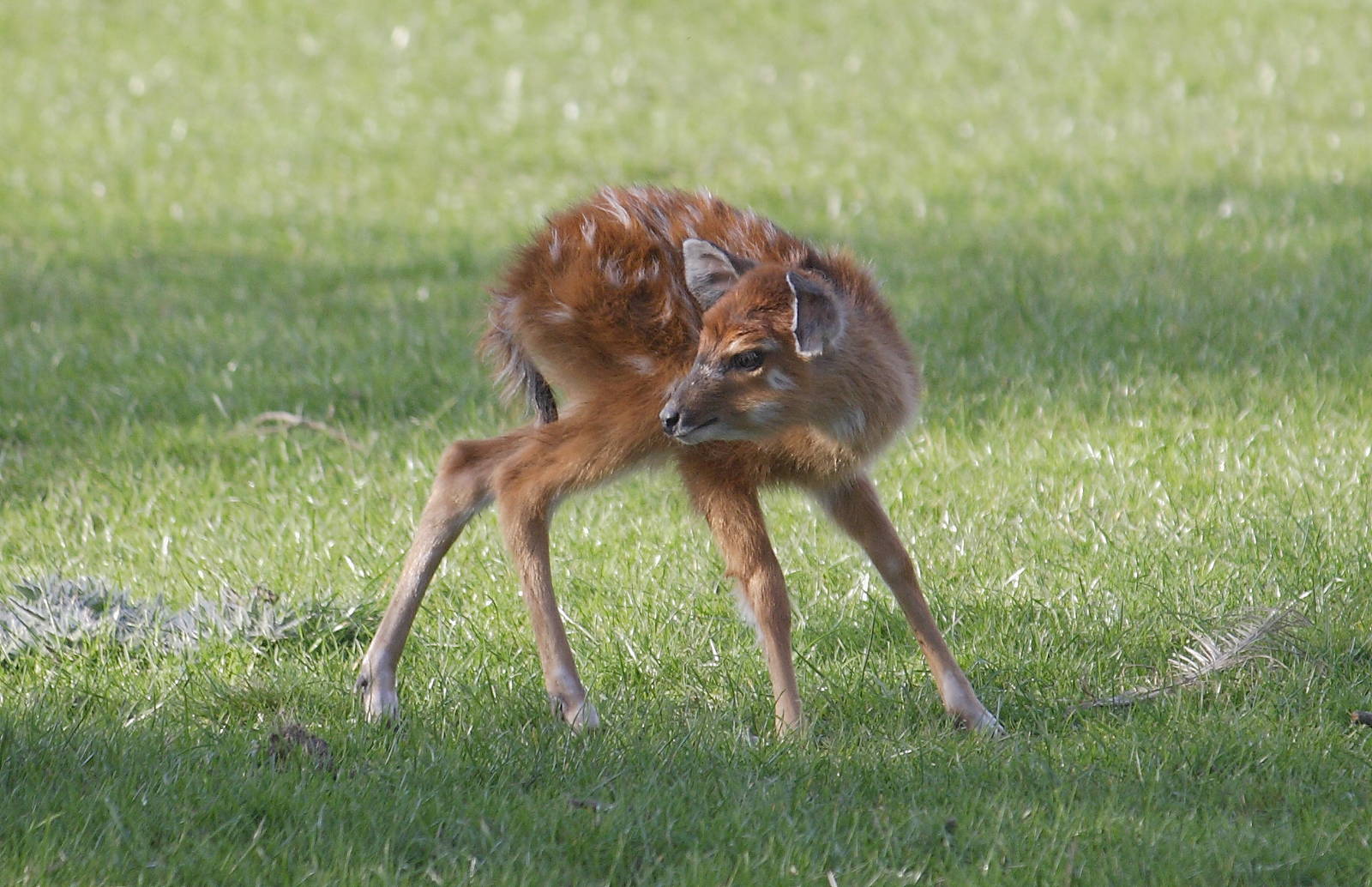 Sitatunga