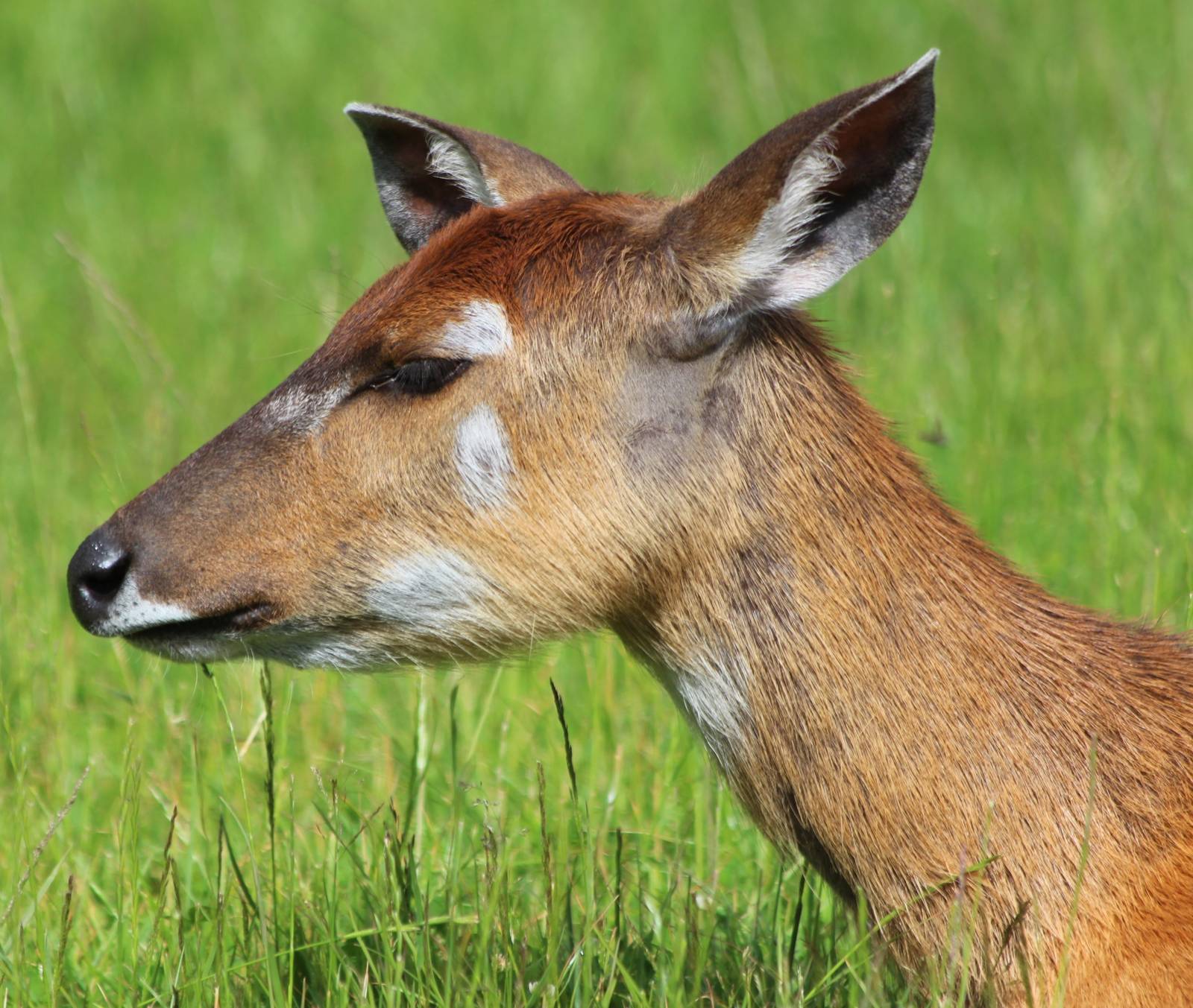 Sitatunga