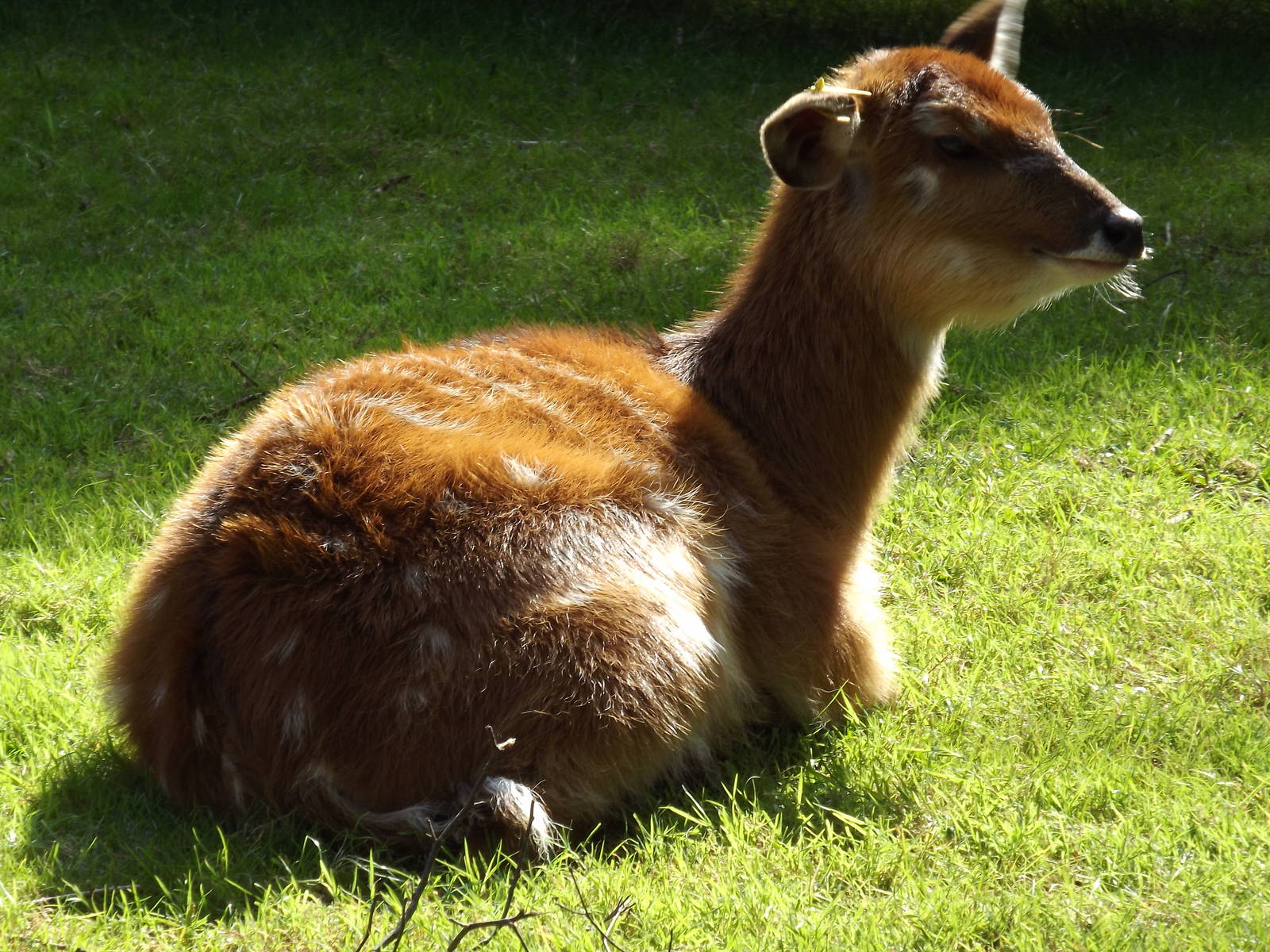 Sitatunga