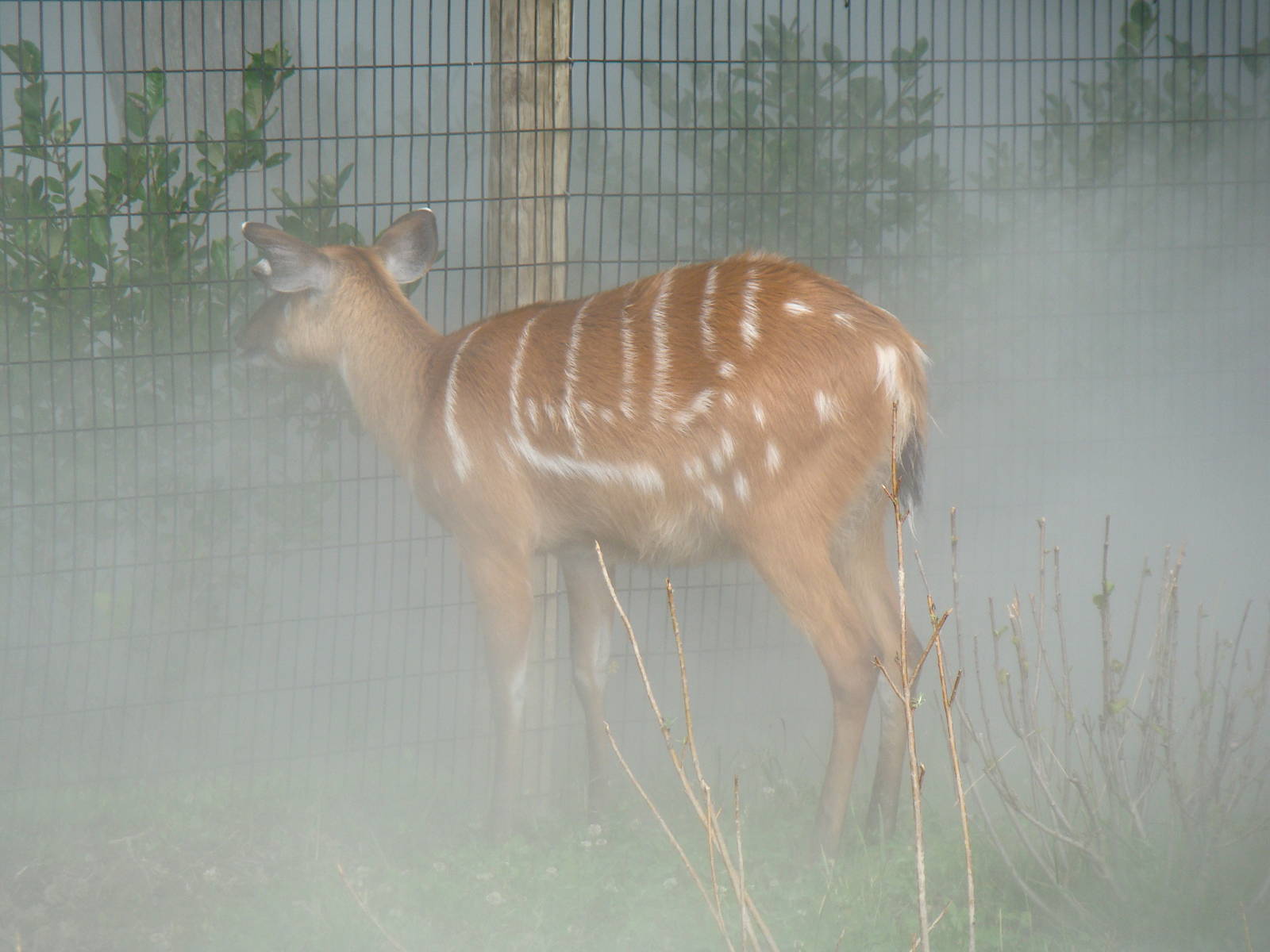 Sitatunga