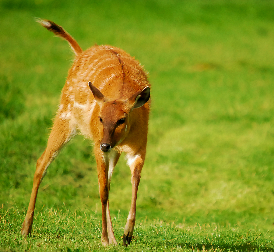 SITATUNGA