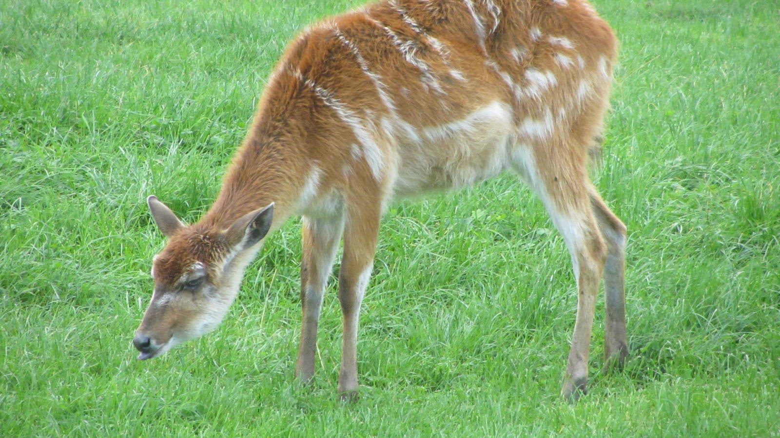 Sitatunga