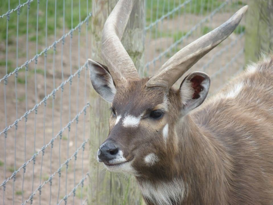 Sitatunga
