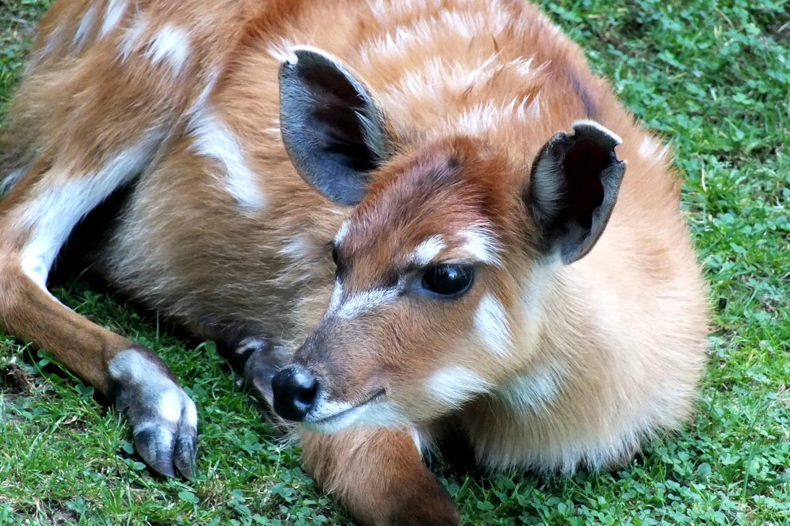 Sitatunga