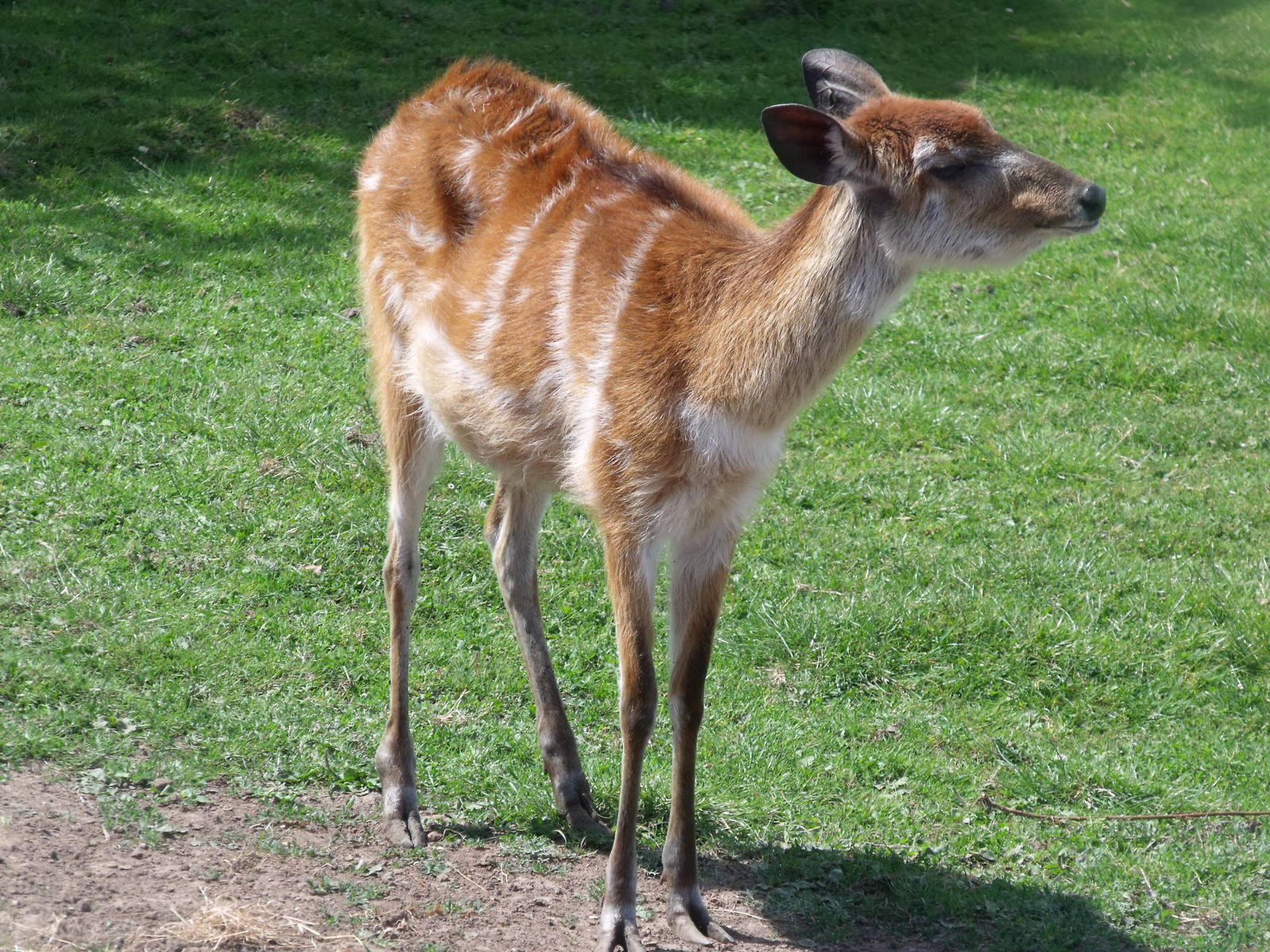 Sitatunga