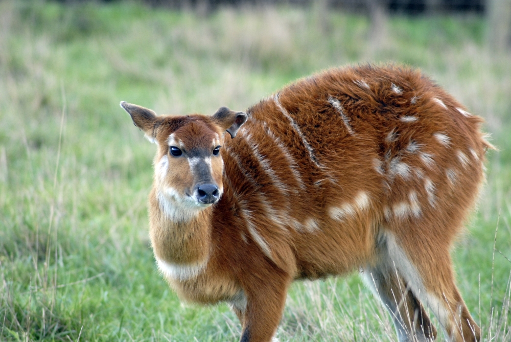 Sitatunga