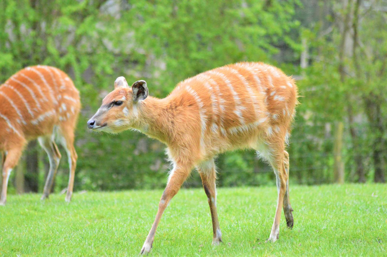 Sitatunga