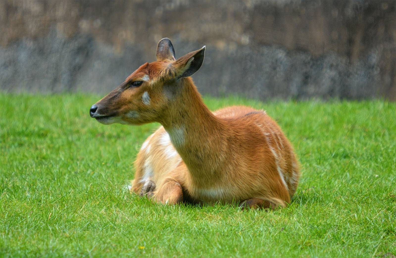 sitatunga