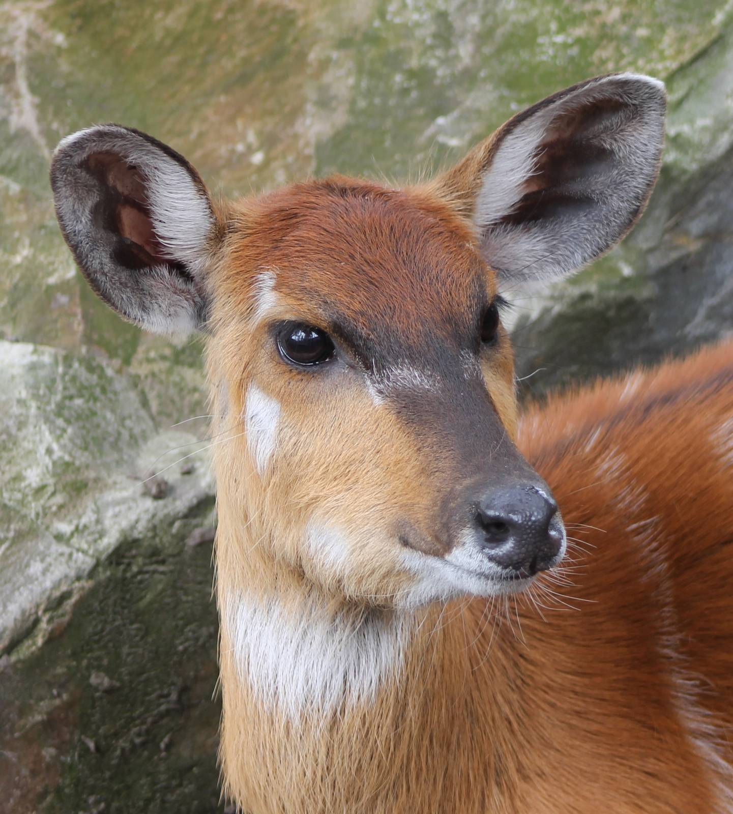 Sitatunga