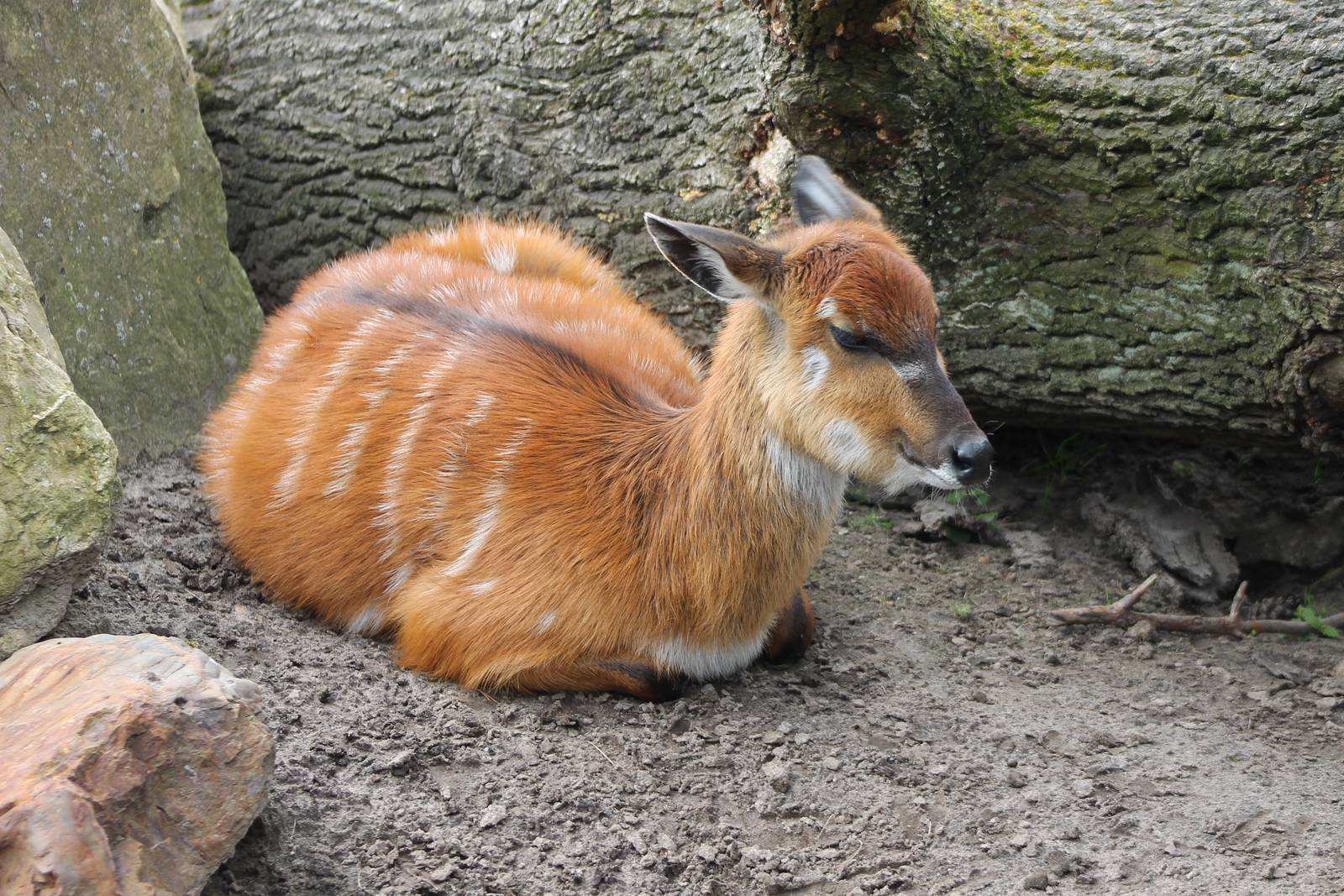 Sitatunga