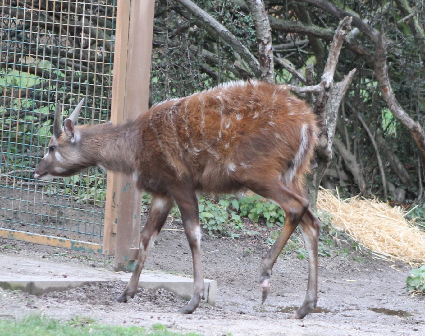 Sitatunga