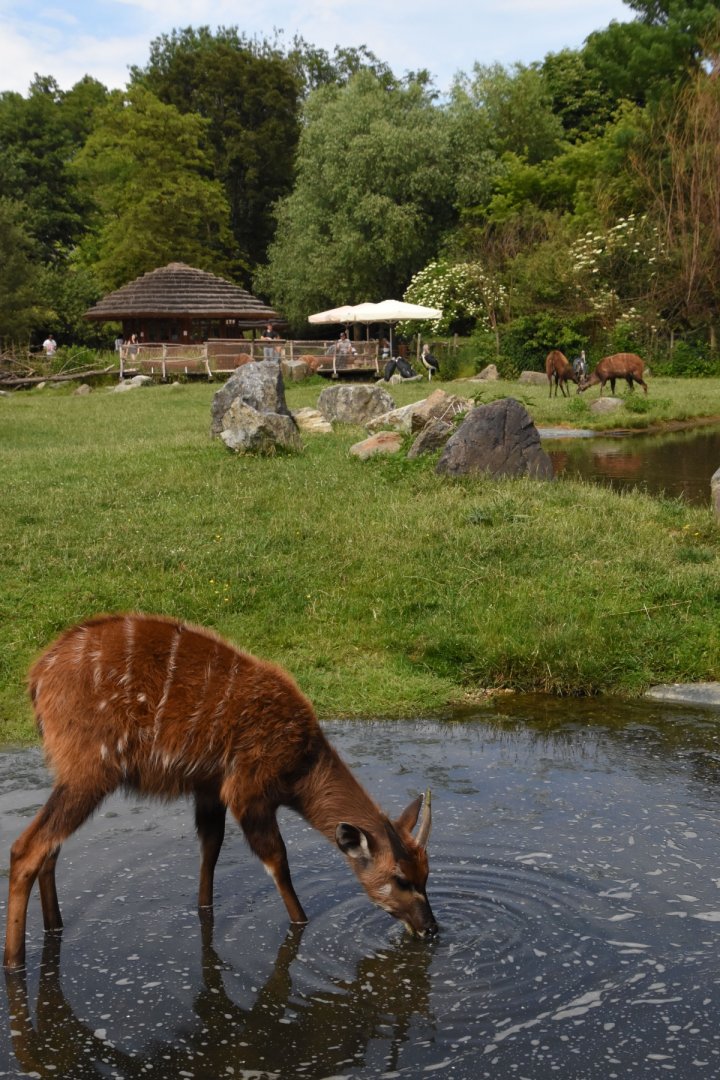Sitatunga