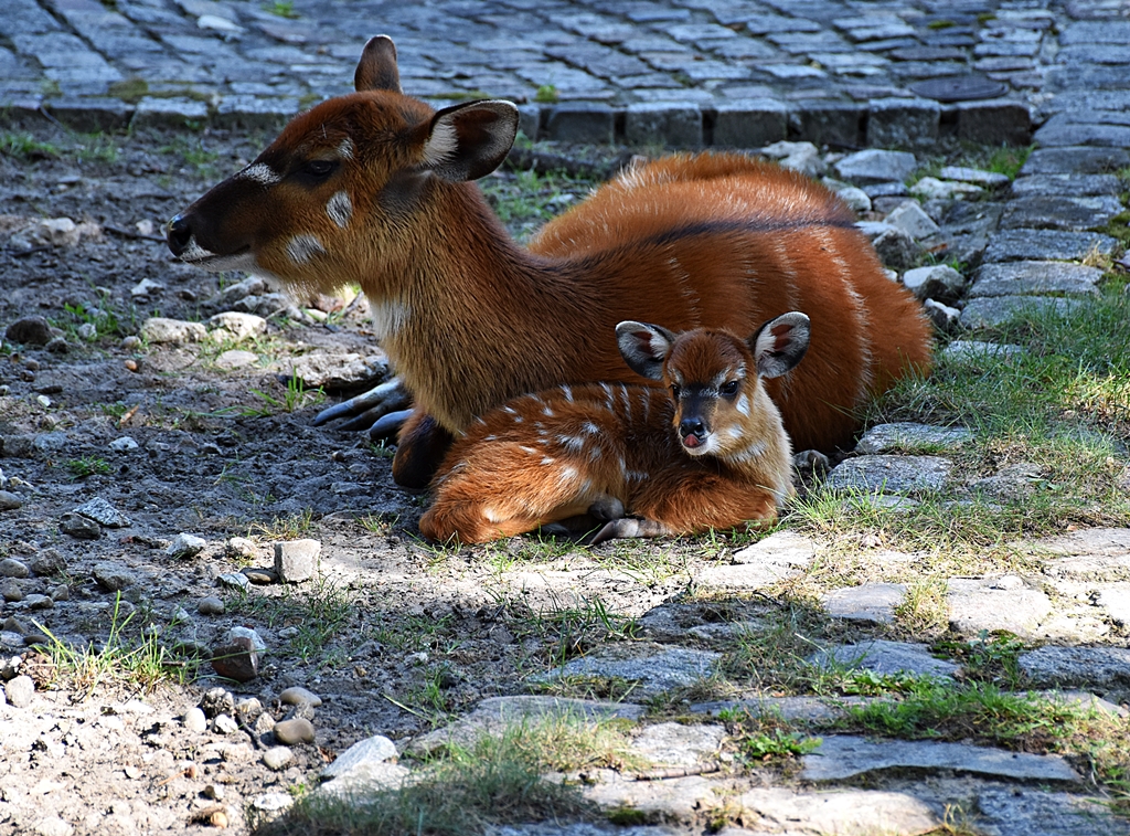 Sitatunga
