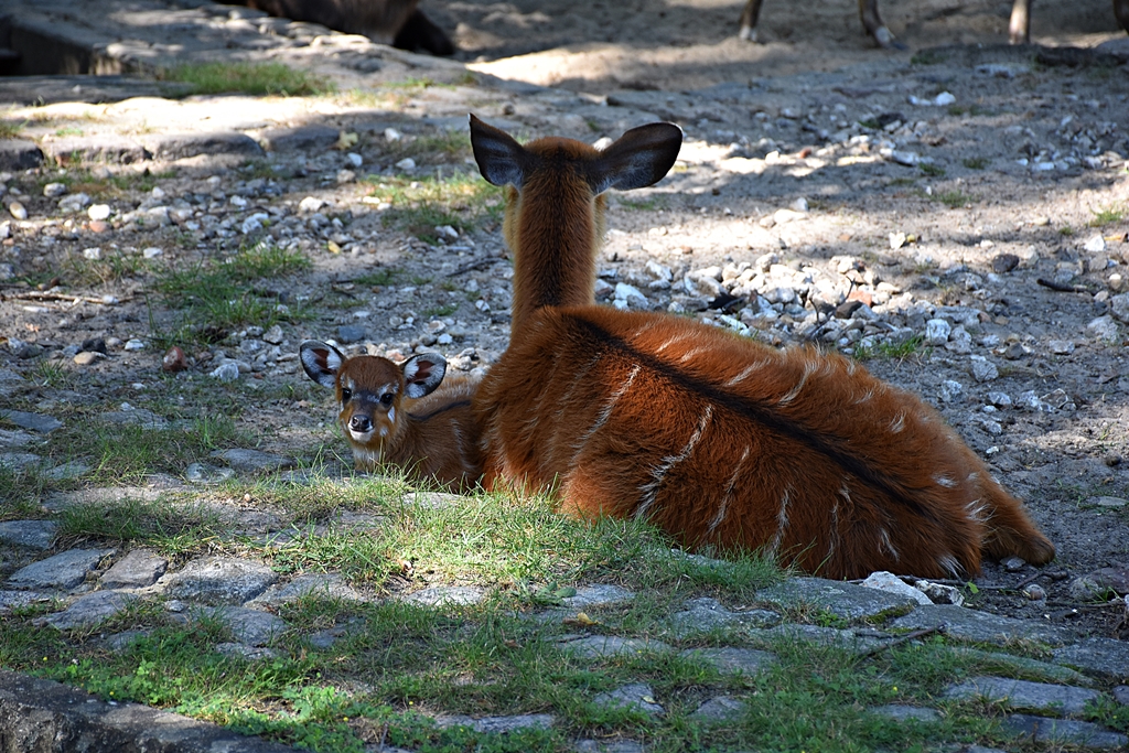 Sitatunga