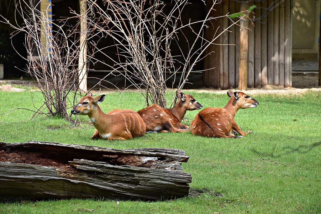 Sitatunga