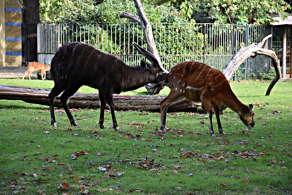 Sitatunga
