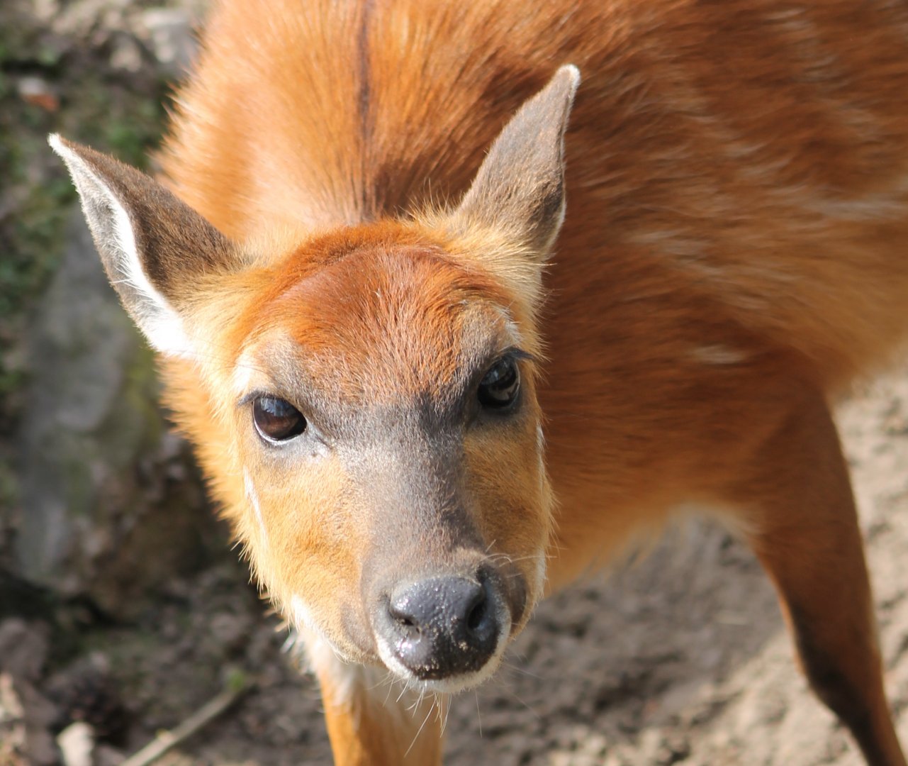Sitatunga