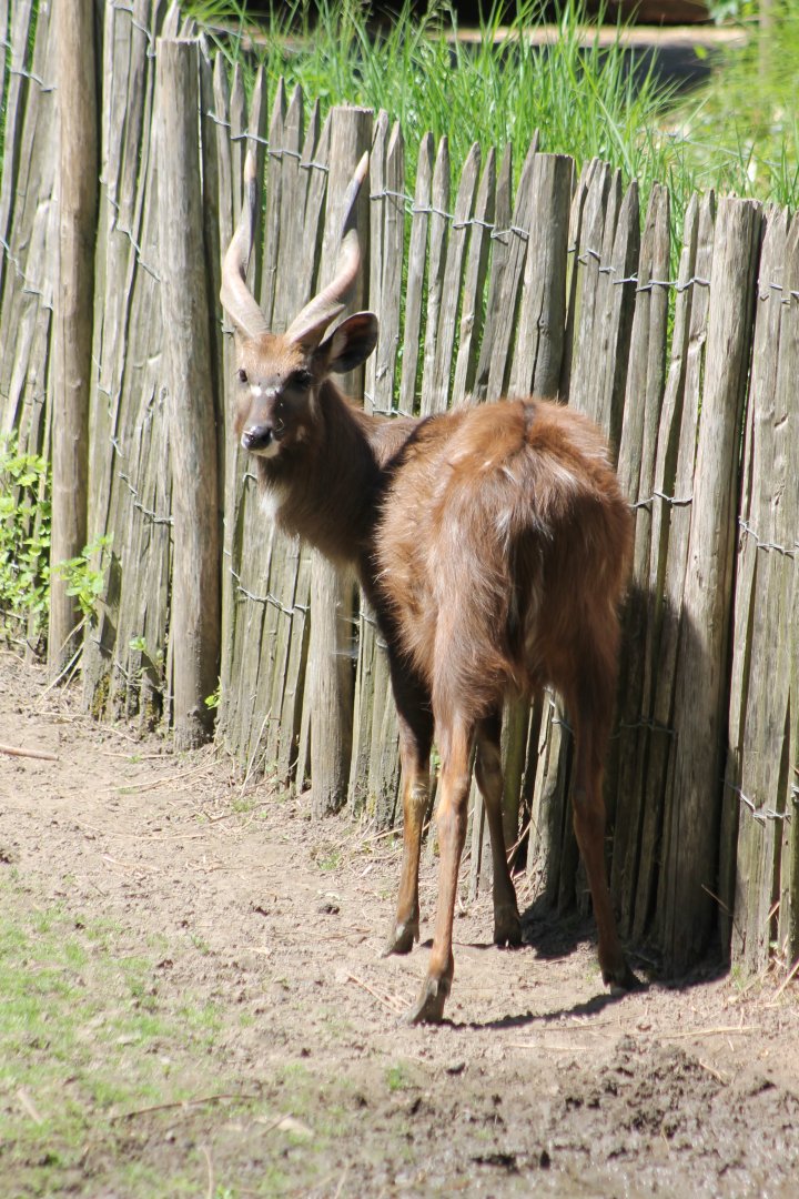 Sitatunga