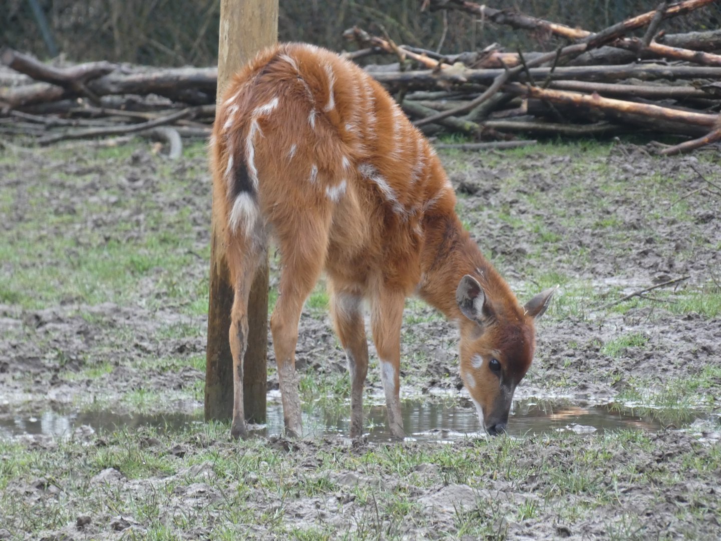 Sitatunga