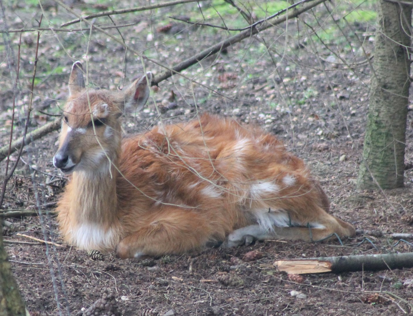 Sitatunga