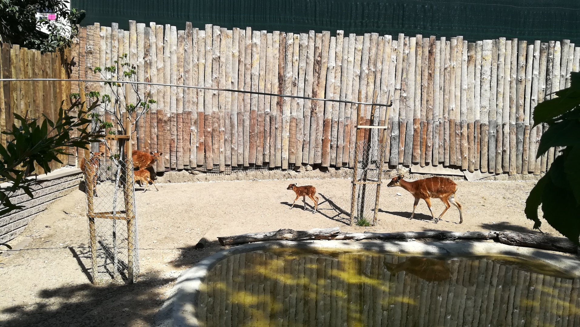 Sitatunga