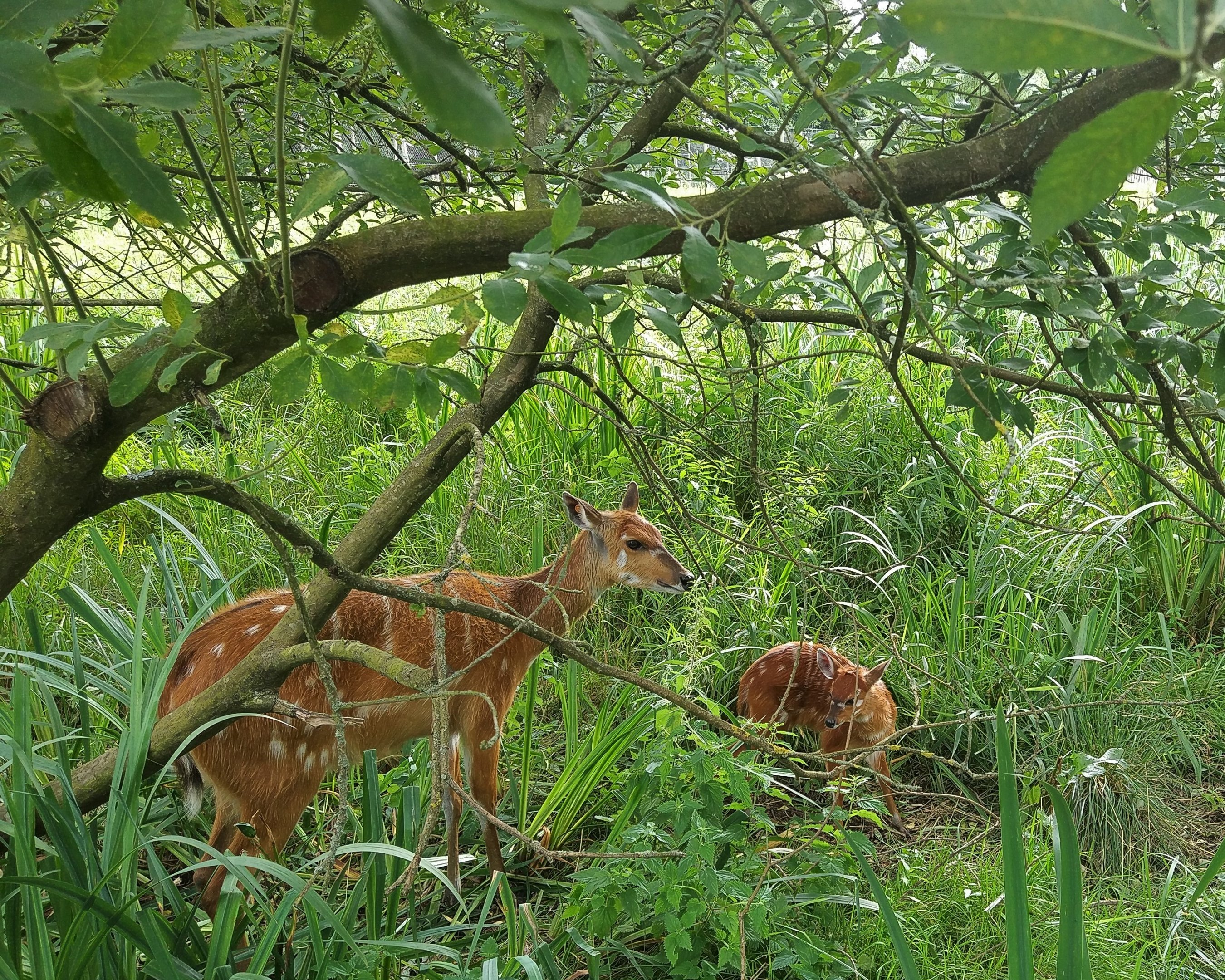 Sitatunga