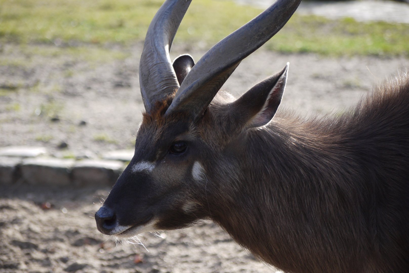 Sitatunga