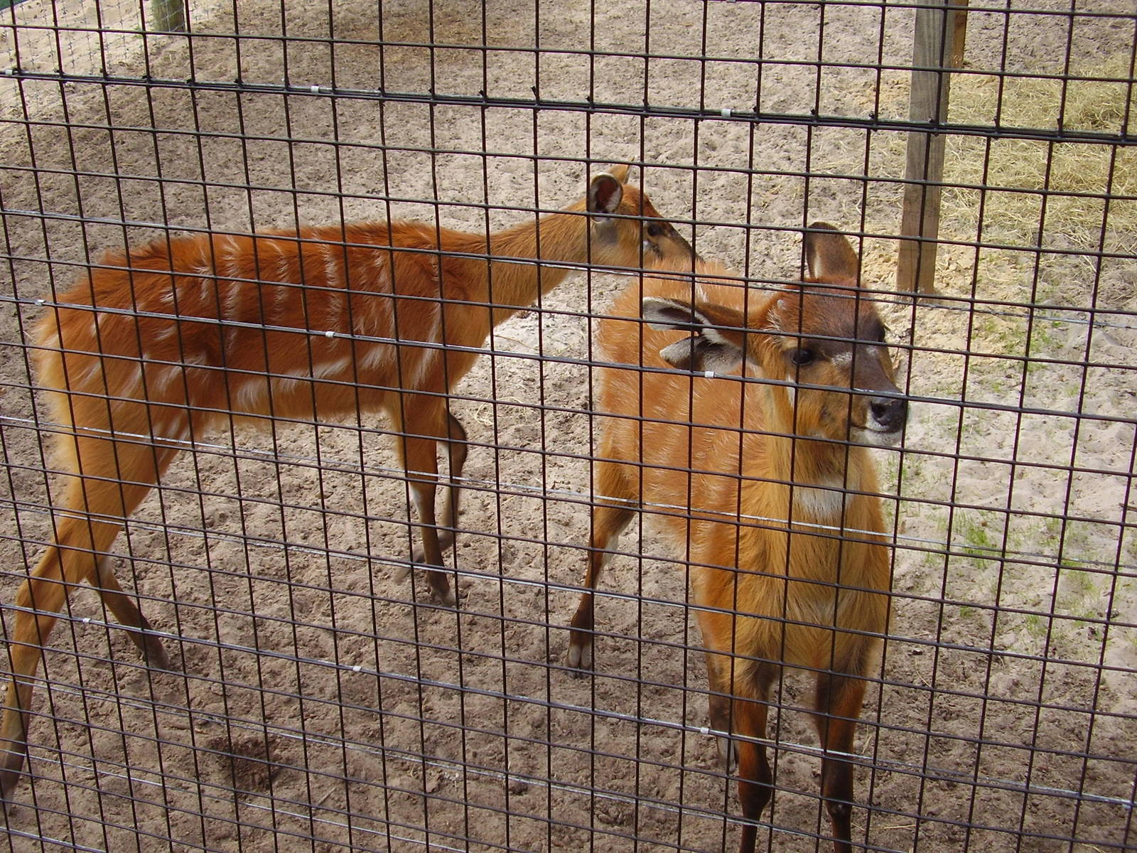 Sitatunga