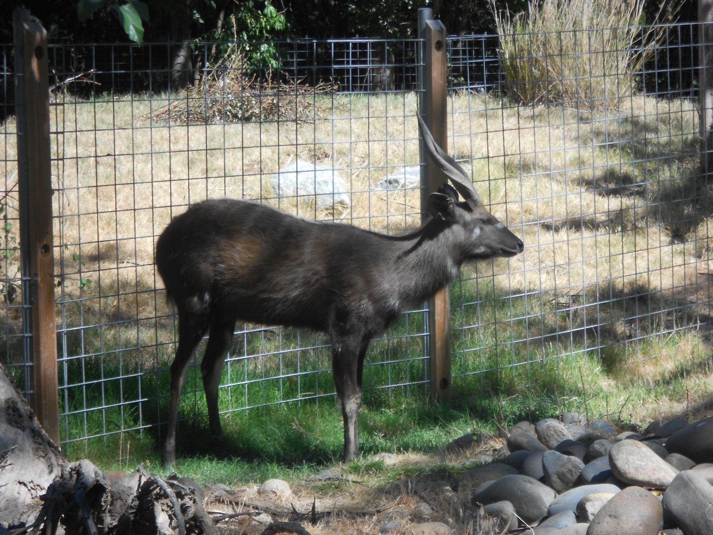 Sitatunga