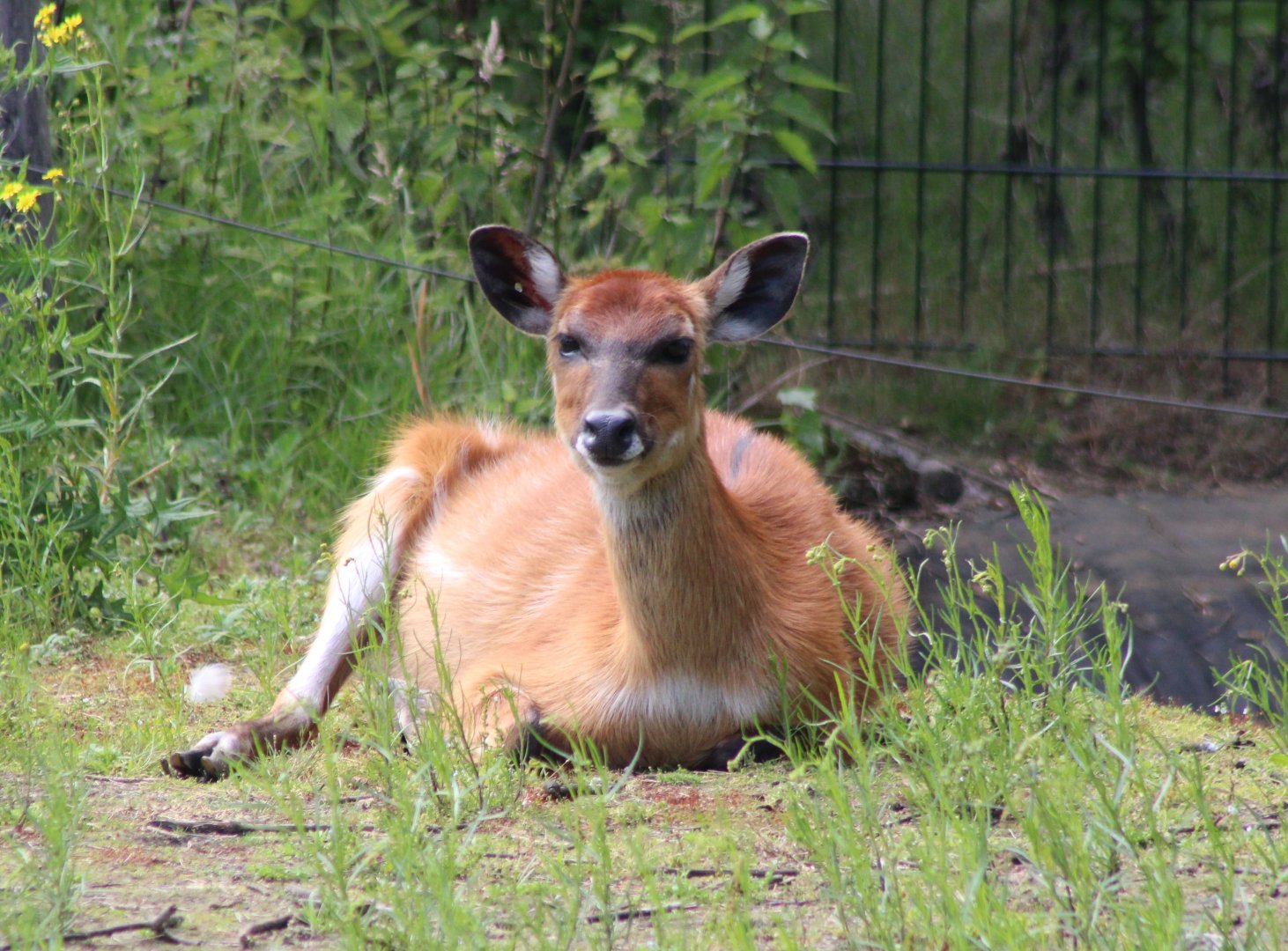 Sitatunga