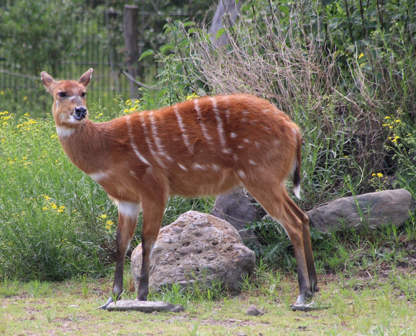 Sitatunga
