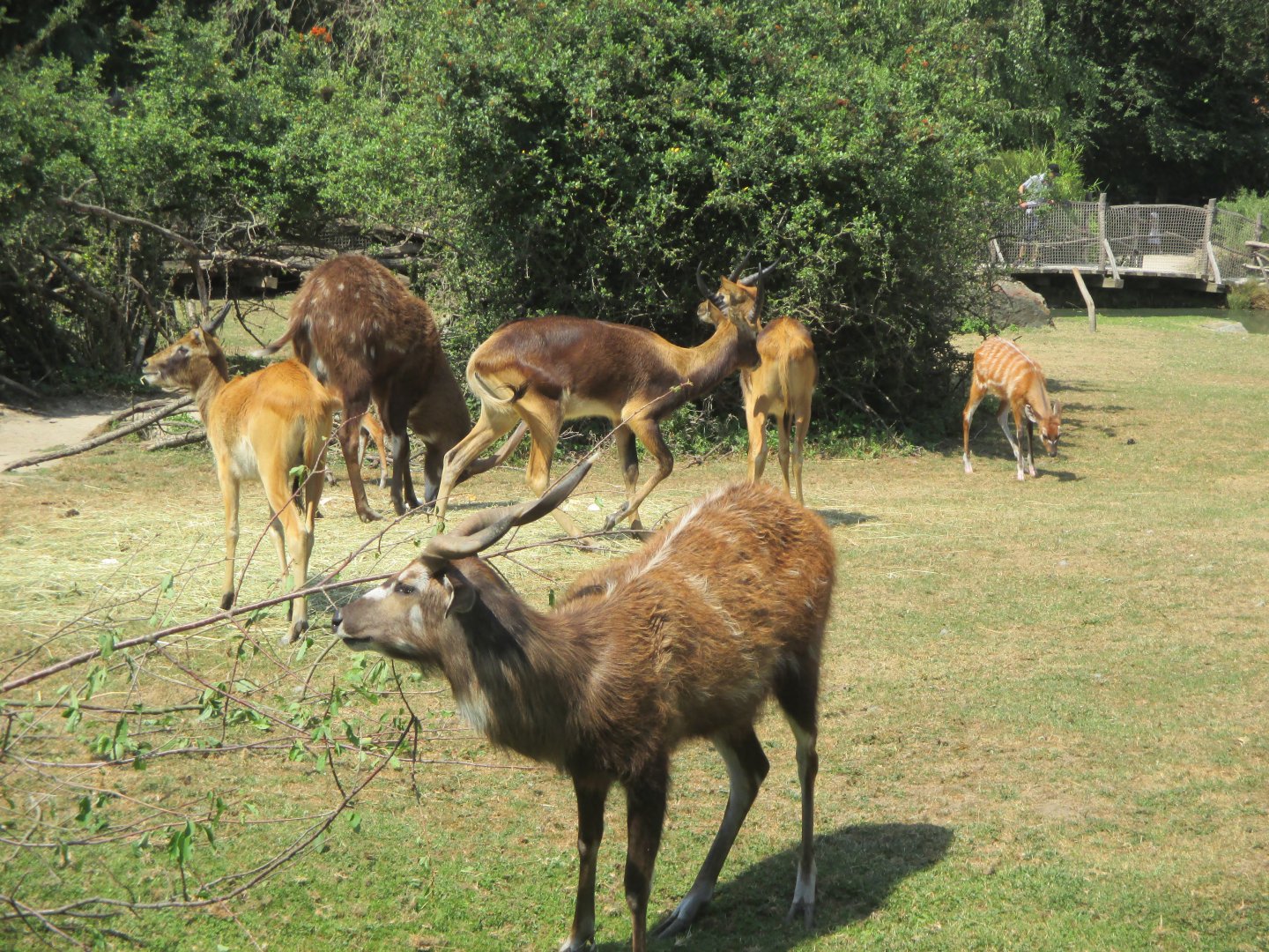 Sitatunga