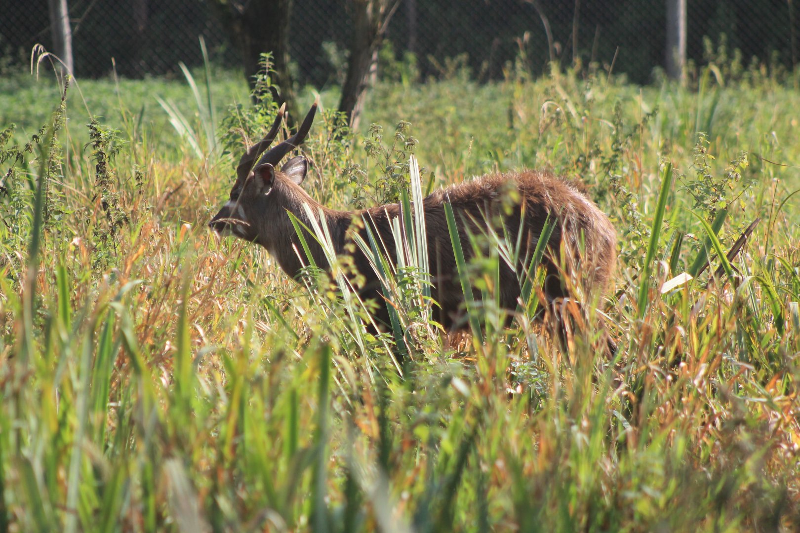 Sitatunga